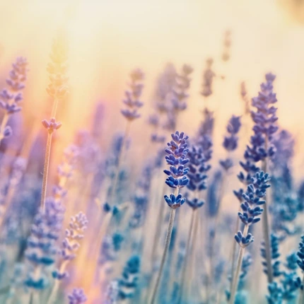 Individual Relationship Therapy - Renewed Relationships Counseling Group